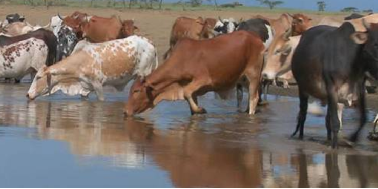 Read more about the article 17 HERDS OF CATTLE DIE AFTER DRINKING  CONTAMINATED  WATER 