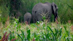 Read more about the article GOVT. INTERVENES IN THE ELEPHANT SITUATION IN SHANGOMBO